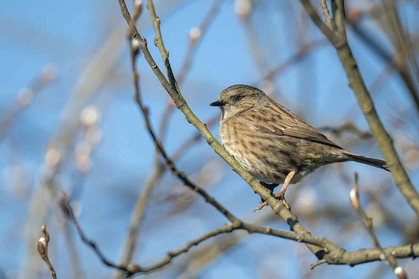 How Can Real Estate Developers Leverage Modular Construction to Speed Up Build Times?